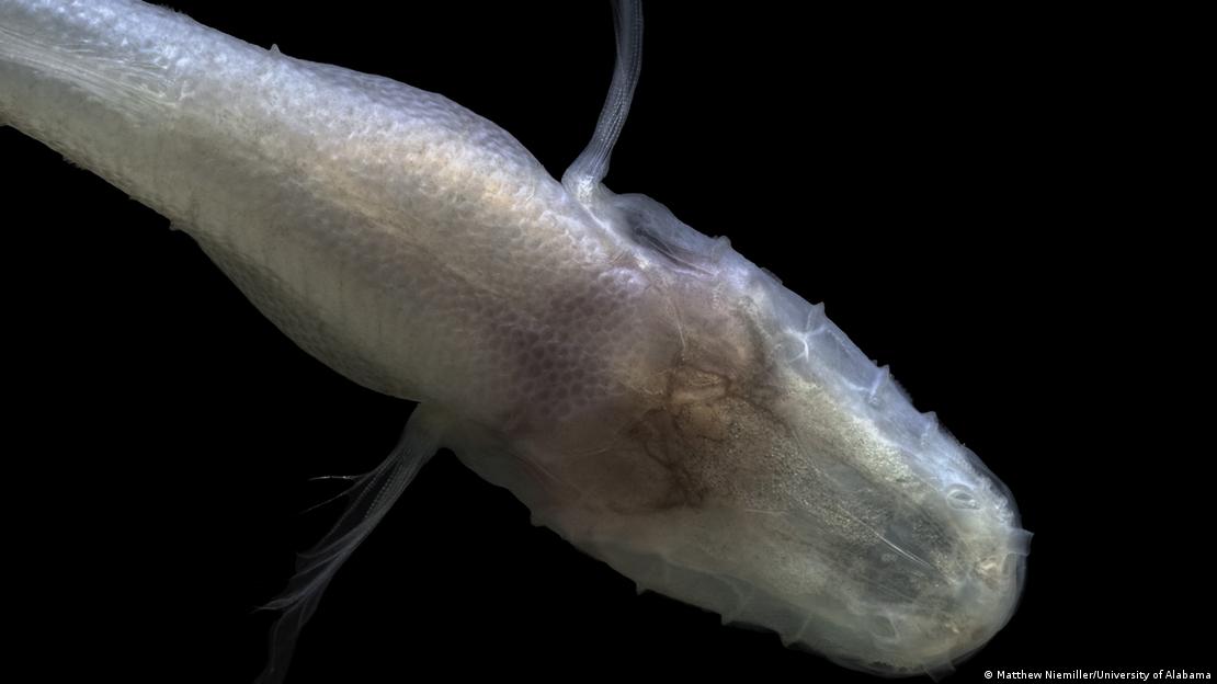 Demogorgonichthys arcanus, por la parte de abajo.