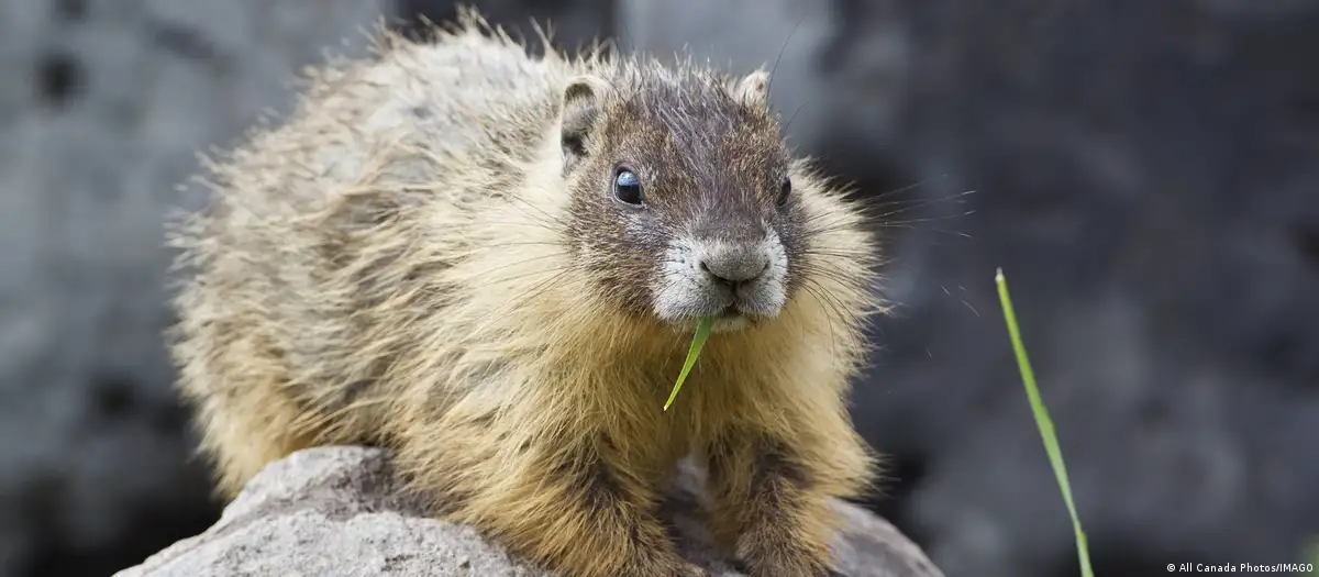Eco wins: Hungary goes solar, marmots go viral and Rome gets an upgrade