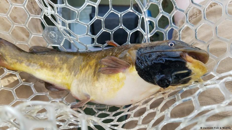 Descubren un cáncer contagioso que se propaga entre bagres de un lago de Norteamérica