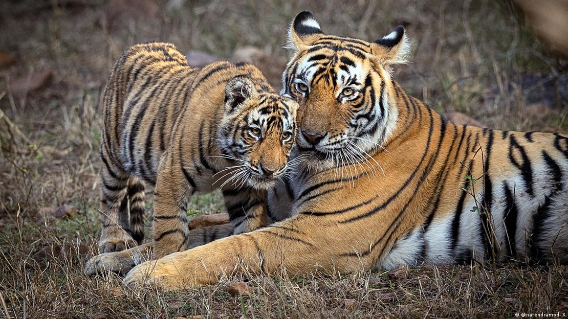 Filhote de tigre com a mãe Filhote de tigre com a mãe