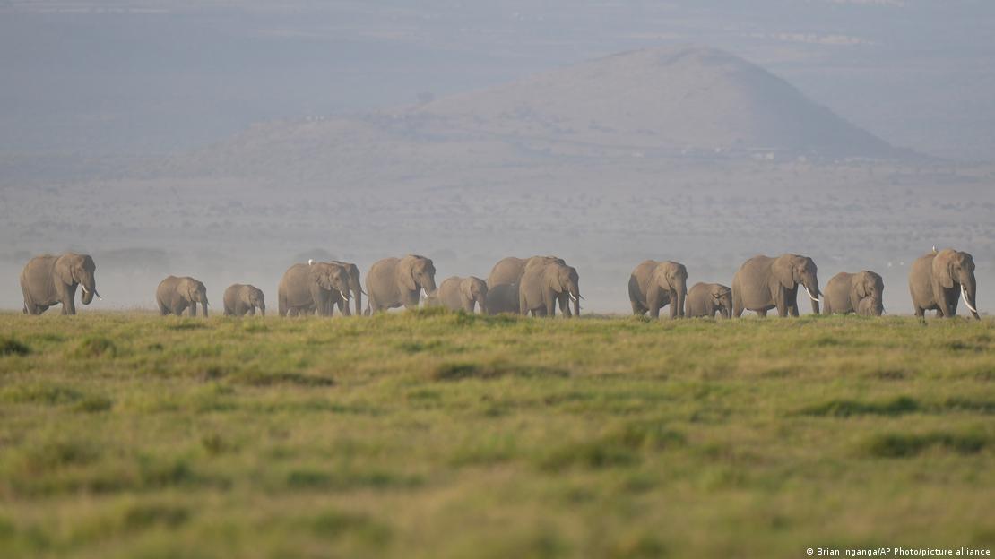 Elefantes en el parque Amboseli en Kenia.
