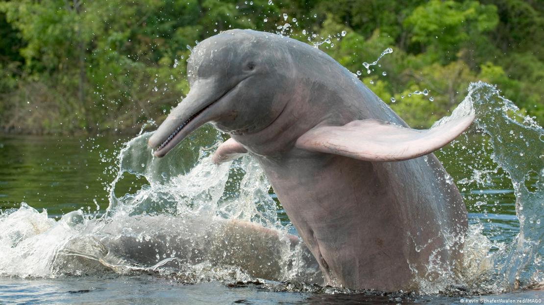 Delfin rosado saltando.