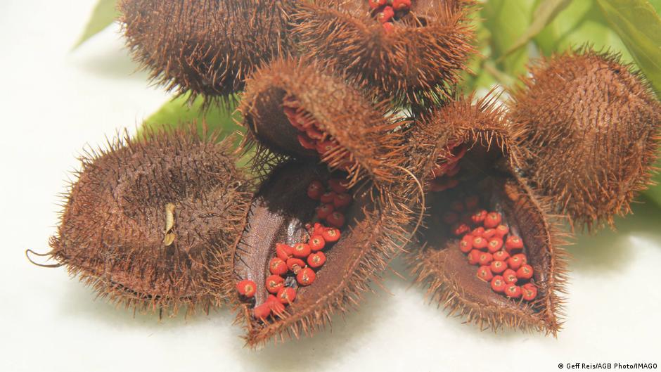 Achiote: una ancestral semillita roja vive un auge exportador