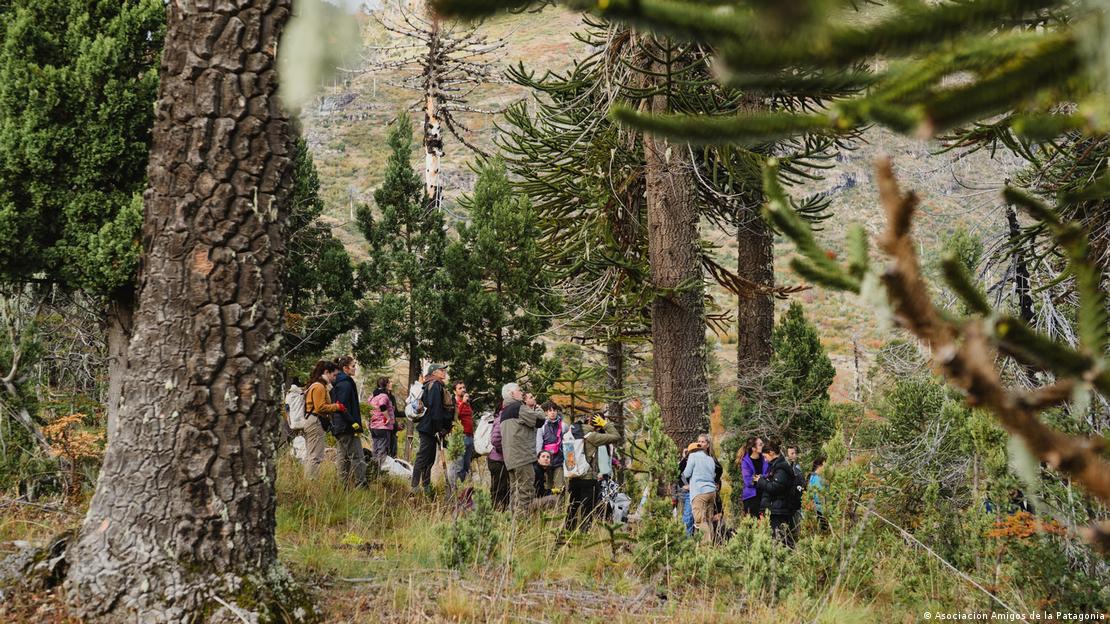 Varias personas se ven de lejos rodeados por araucarias.