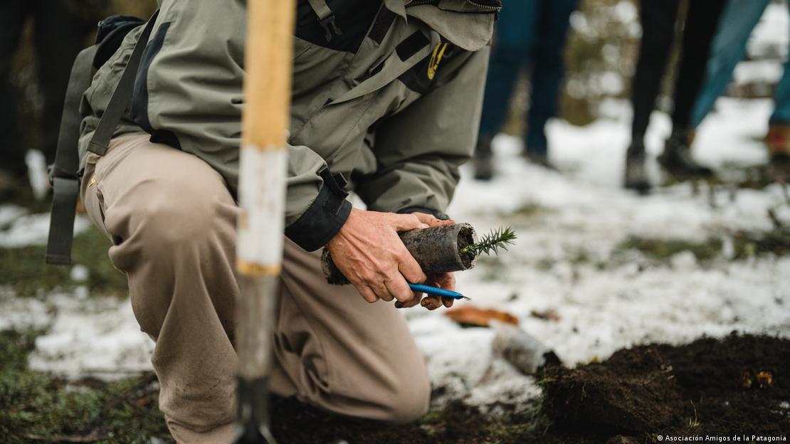Una persona planta un plantín de araucaria, arrodillado, se ve nieve en el suelo.