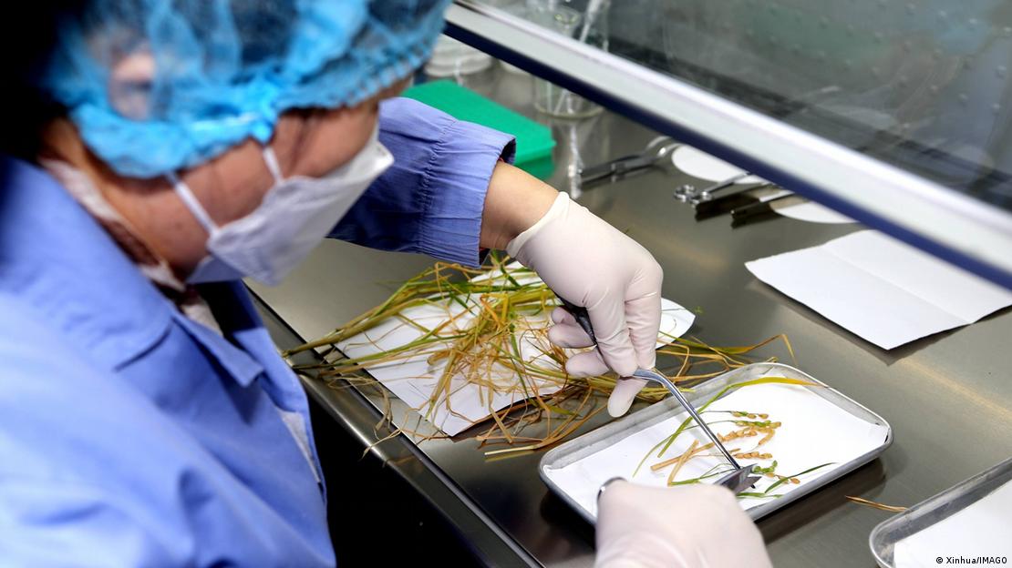 Imagen del ensayo previo de 2022 cuando China logró la primera cosecha mundial de arroz de semilla a semilla en el espacio.