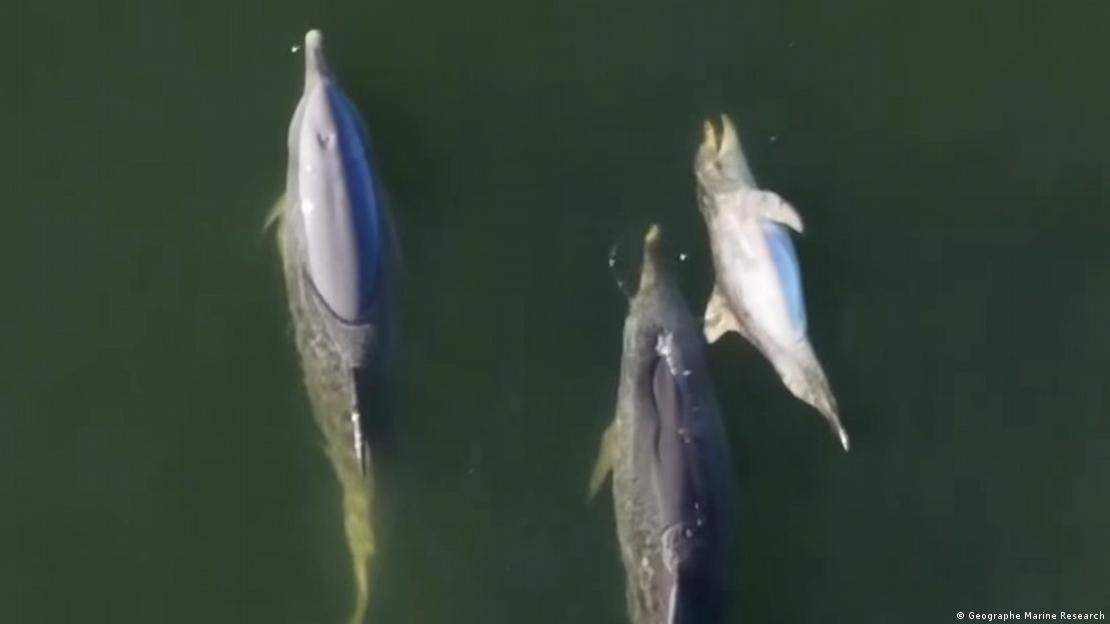Delfines transportando a una cría de delfín muerta.