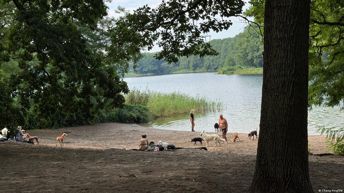 位于柏林策伦多夫（Zehlendorf）一片森林中的“狗狗沙滩乐园”（Hundestrand）。