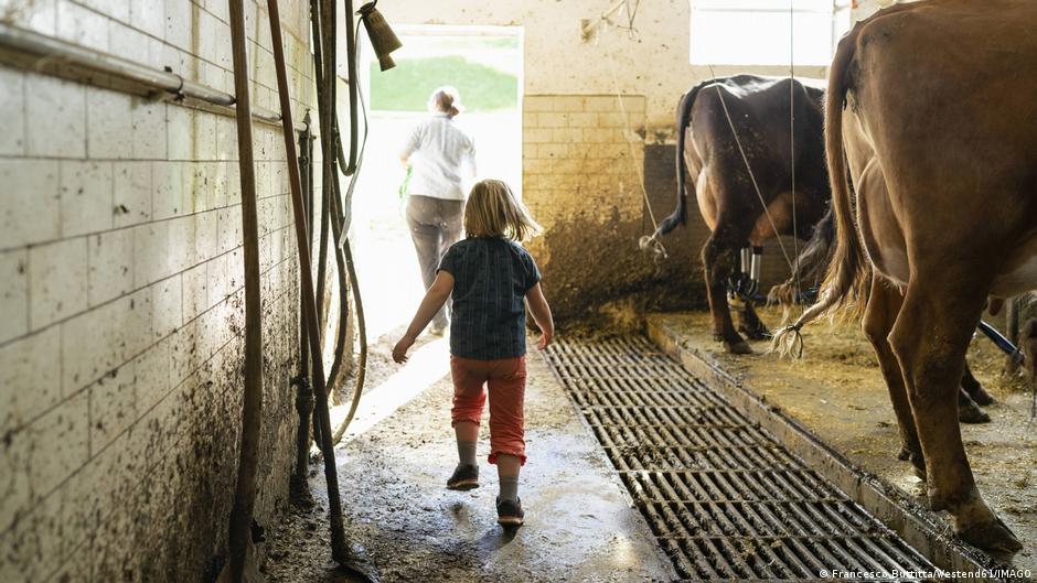 Bauernhofeffekt: Wie Stallbakterien Allergien bremsen