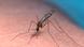 Mosquito que transmite a malária