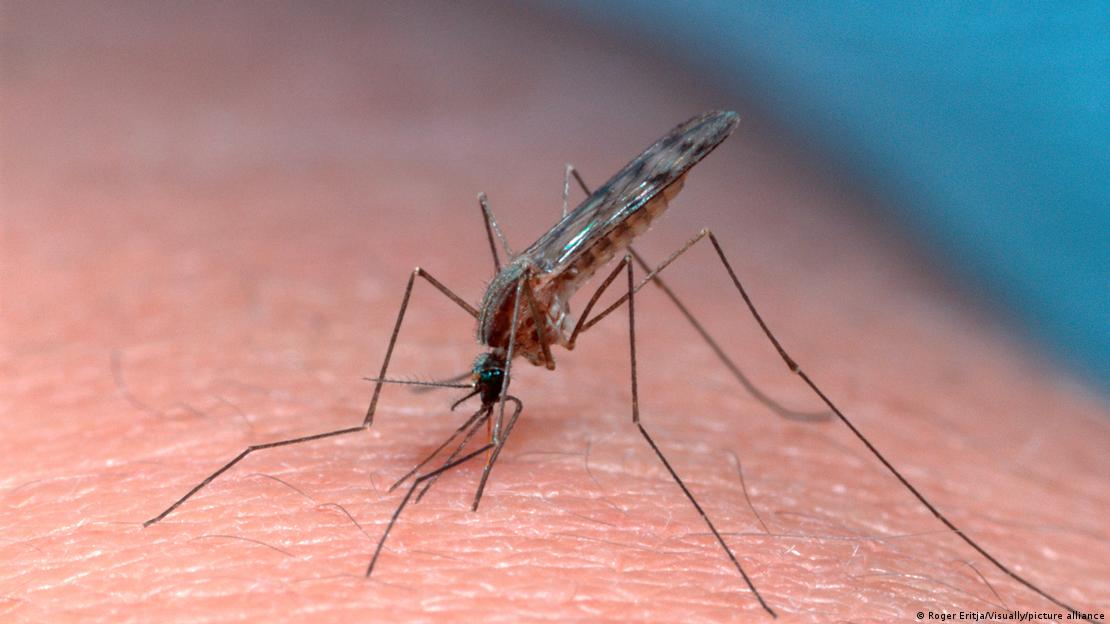 Mosquito que transmite a malária