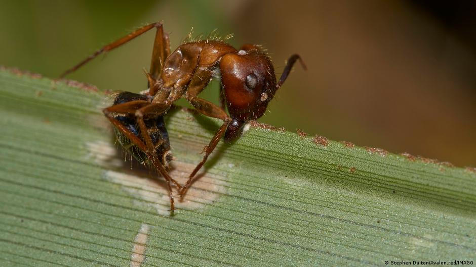 Descubren en México seis “hongos zombis” que manipulan hormigas hasta causarles la muerte