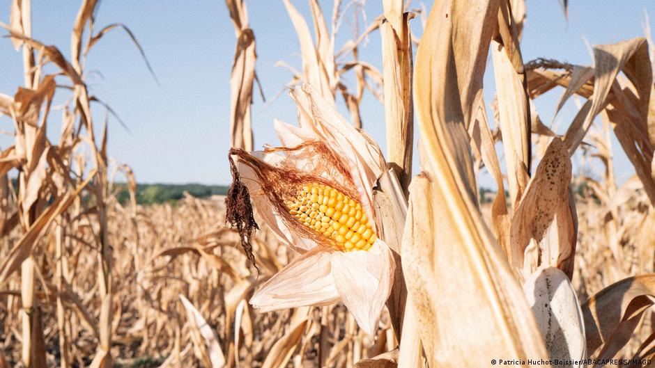 August hottest month ever recorded, says EU monitor