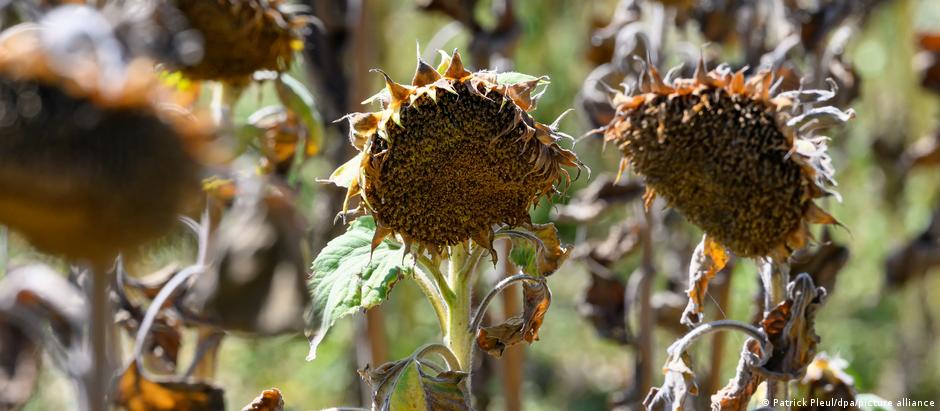 Secas e calor extremo arruinaram colheitas em diferentes partes da Alemanha