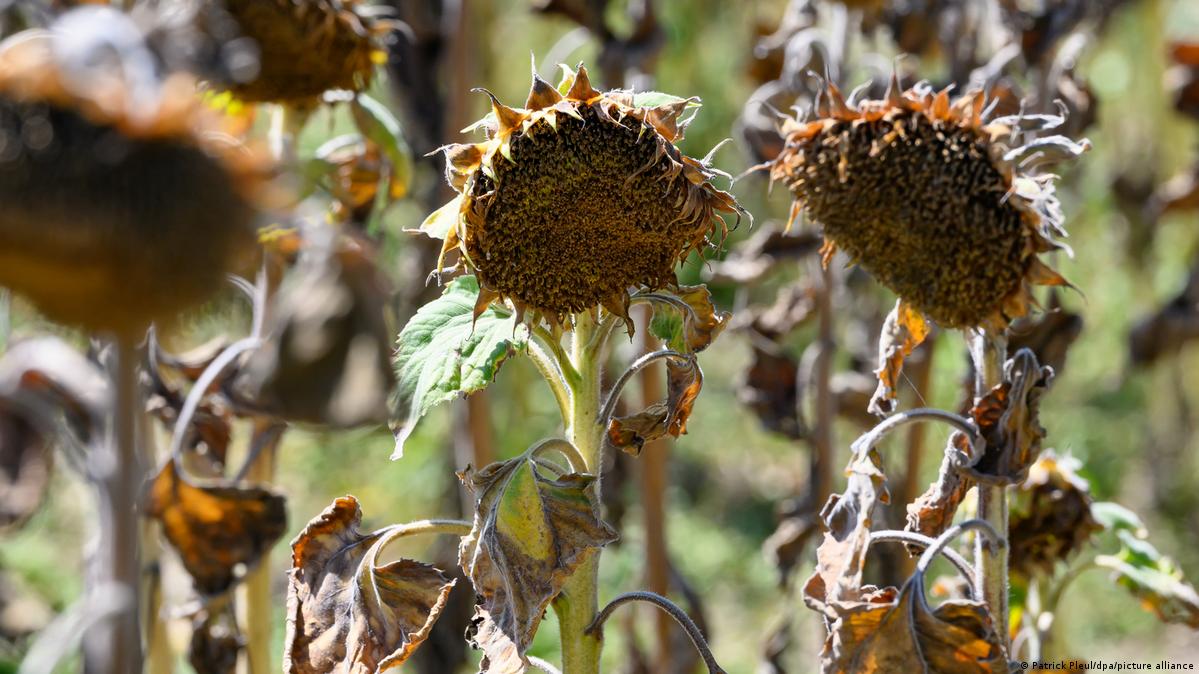 Dead sunflower plants from the summer drought are seen at a farm in Brandenberg, eastern Germany, on August 15, 2026