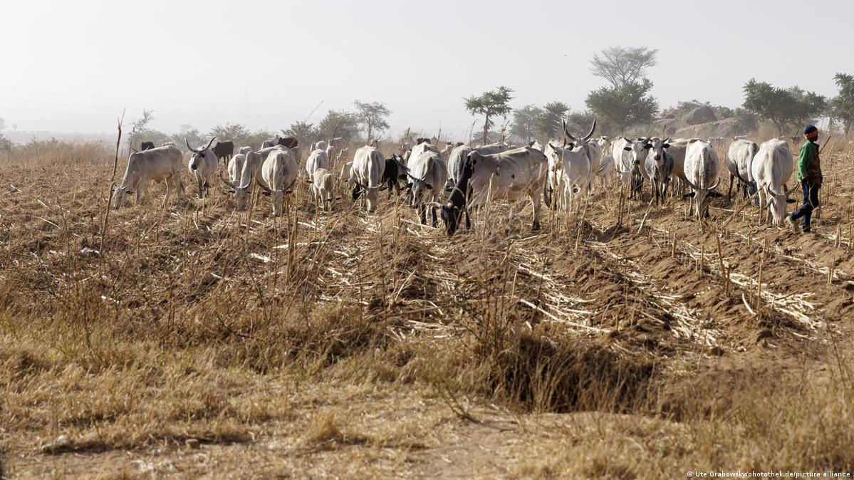 A herder walks past grazing cattle in a harvested farm field in Plateau state, Nigeria, on February 7, 2024