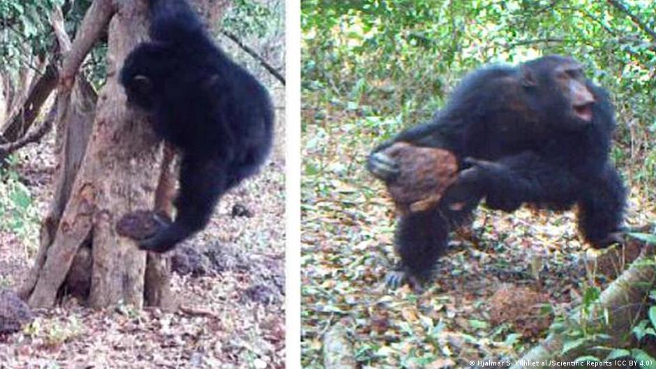 Estos chimpancés llevan años lanzando piedras contra los mismos árboles y la ciencia aún no sabe por qué