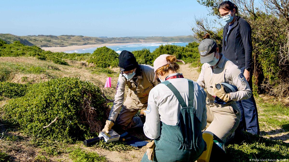 Rangers processing a little penguin, including weighing, microchipping, scanning and vaccinating it, as part of the H5N1 bird flu vaccination program at Phillip Island Nature Parks in Victoria