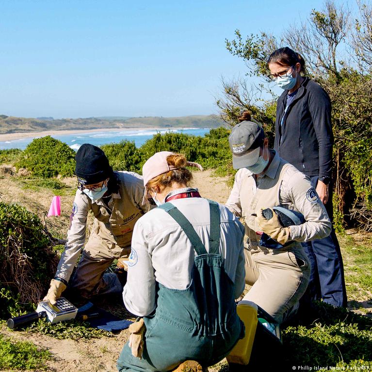 Australia Reports First Case of H5N1 Bird Flu in Local Mammal