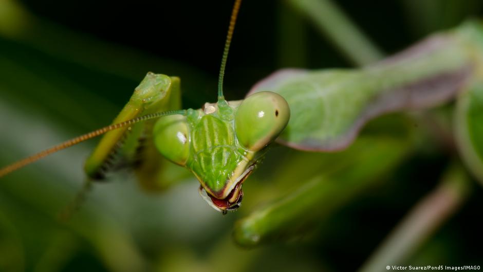 Mantis religiosa: el insecto que practica canibalismo sexual se expande por Alemania