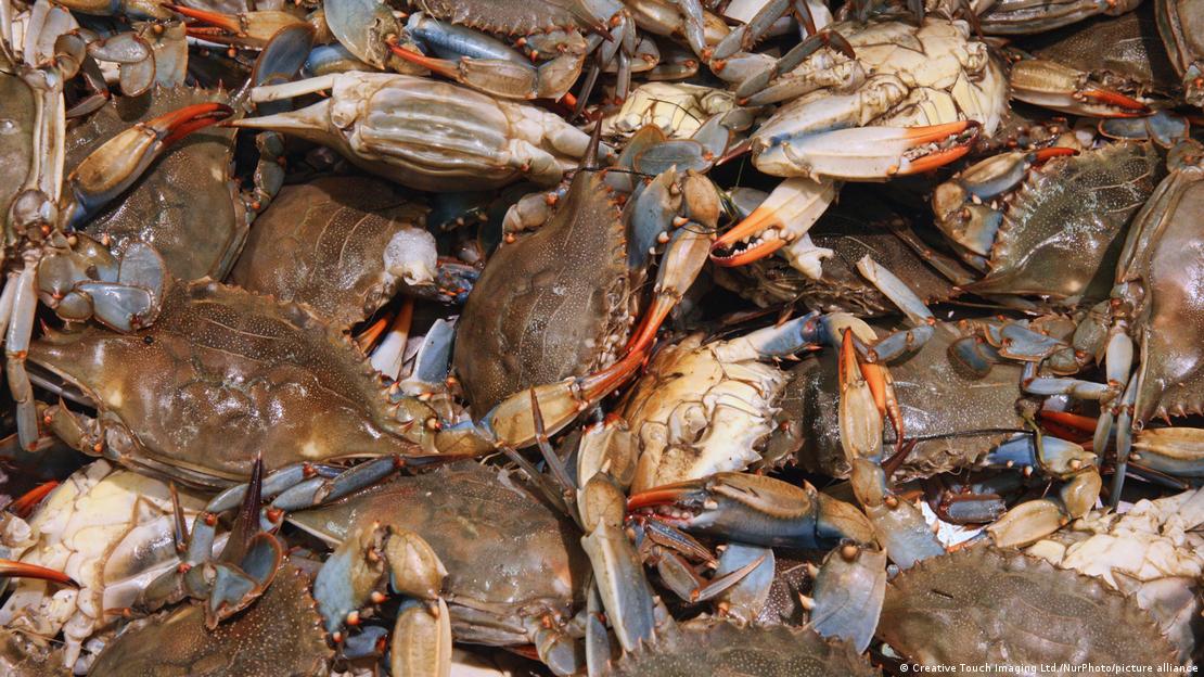 caranguejos-azuis em um supermercado