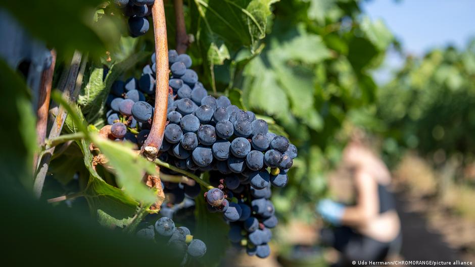Germany's grape harvest starts earlier than ever