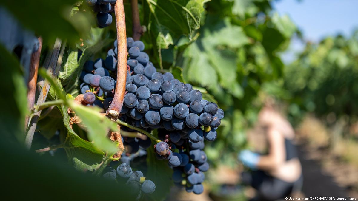 A worker hand-picks Pinot Noir grapes during the 2026 harvest at an organic vineyard in Germany's Palatinate wine region