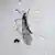 Trichocera maculipennis, sobre el hielo.