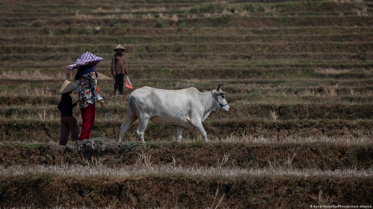 El Nino səbəb olduğu qurğuçuluq İndoneziyanın Qərbi Yava bölgəsində düyü tarlalarını çatlamış və quru vəziyyətdə qoyub Şəkil: Donal Husni/NurPhoto/picture alliance