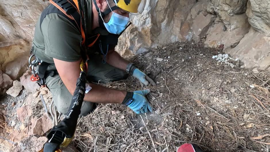 Spain's vulture nests hold centuries of historic treasures
