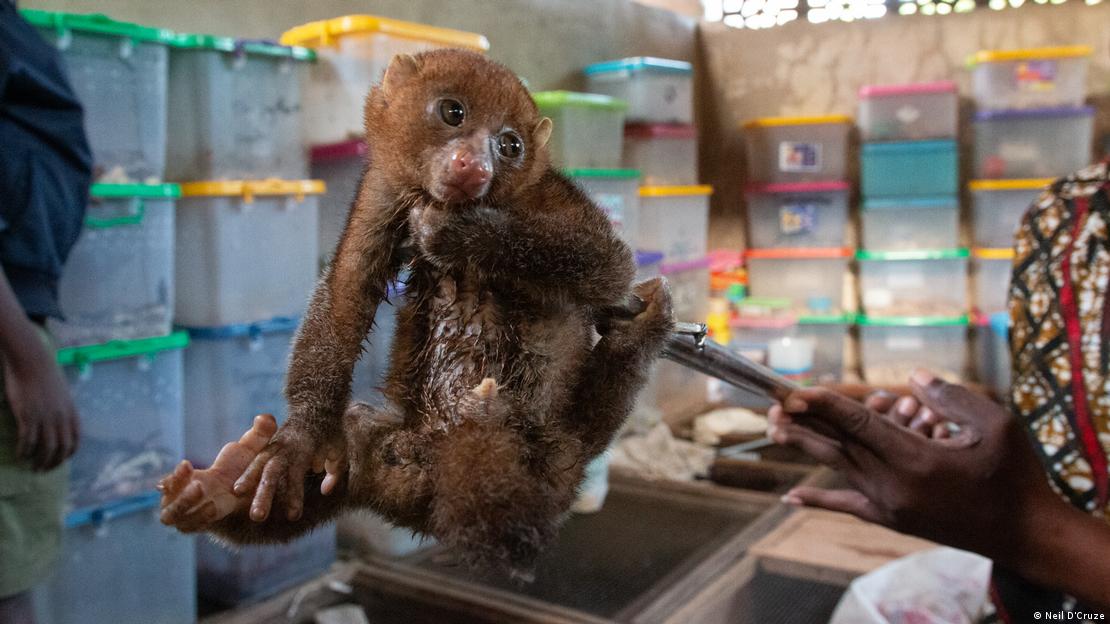 Un poto ("Perodicticus potto potto"), otra víctima del comercio ilegal de mascotas exóticas que preocupa por su impacto en el bienestar animal y la conservación.