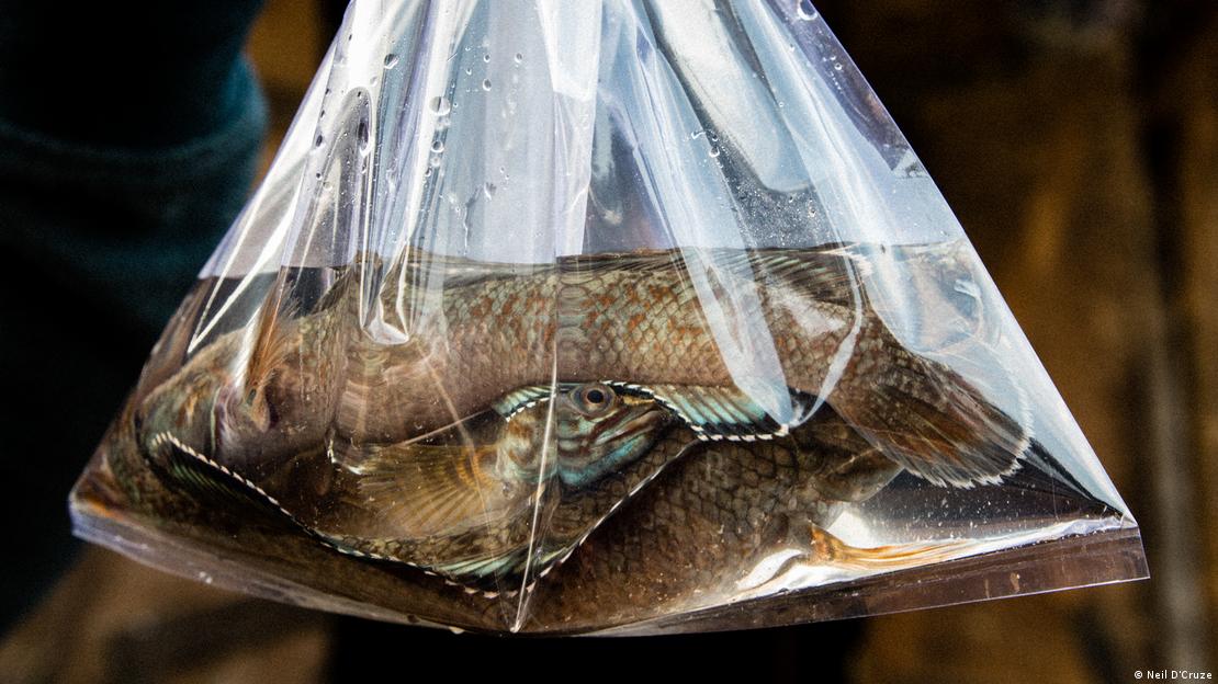 Un pez cabeza de serpiente ("Channa spp."), comercializado como pez ornamental pese al riesgo de introducir especies invasoras.