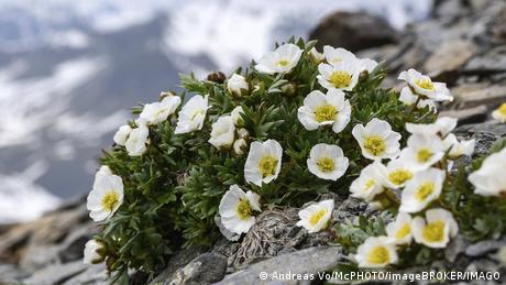 Verlierer: Gletscher-Hahnenfuß (Ranunculus glacialis) in den Alpen Österreichs