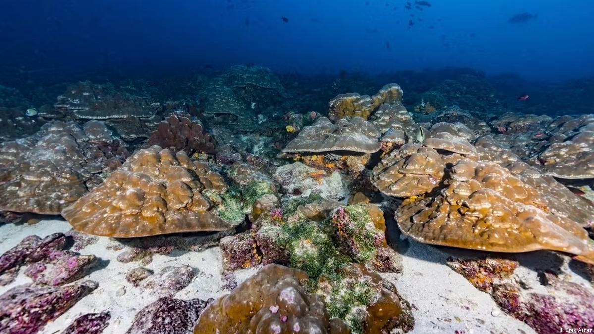 Corals Reveal If El Nino Is Intensifying Due to Climate Change