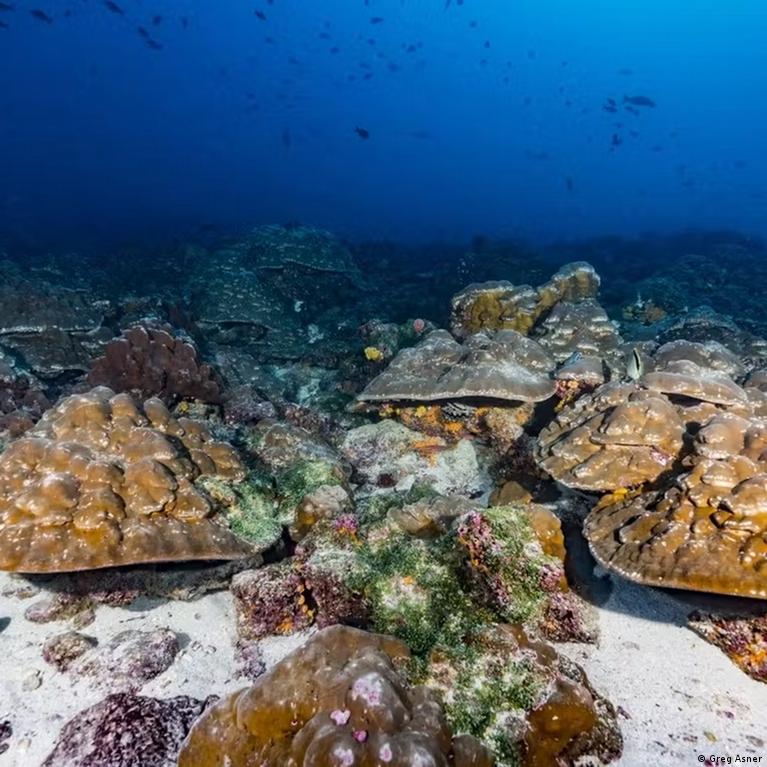 Korallen als Klimaarchiv: Hinweise auf stärkere El Niños