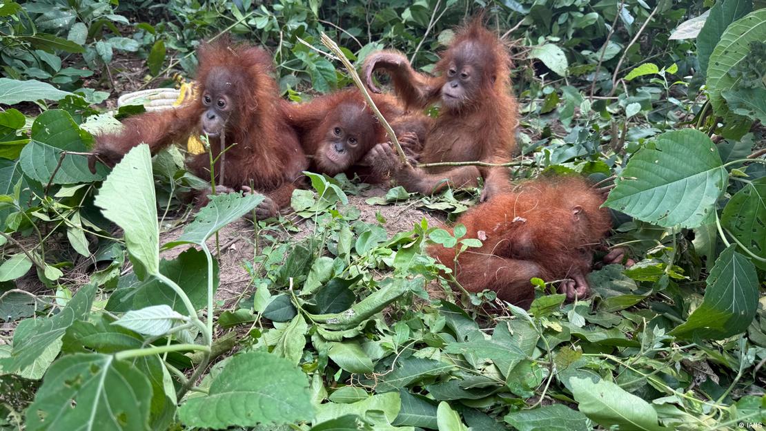 El comercio internacional de orangutanes está prohibido por la CITES; aun así, una posible red de tráfico habría llevado a estas crías hasta India.