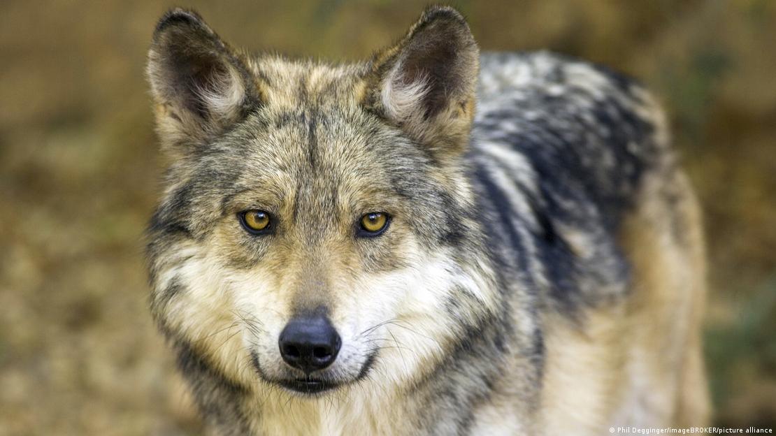 Un lobo mexicano fotografiado en libertad en Arizona; a diferencia del lobo gris, no fue retirado de la lista de especies protegidas durante el primer mandato de Trump.