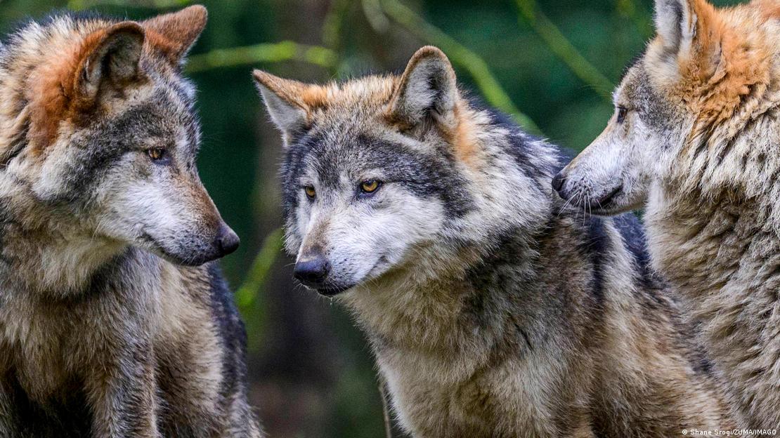 En el Woodland Park Zoo de Seattle, estos ejemplares forman parte de SAVE, una iniciativa nacional de conservación para la especie.