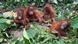 Orangutans sitting next to bananas upon their rescue by officials at the Ranakatha Protected Reserved Forest in Balasore district, in India's Odisha state, September 8, 2026 Orangutans sitting next to bananas upon their rescue by officials at the Ranakatha Protected Reserved Forest in Balasore district, in India's Odisha state, September 8, 2026