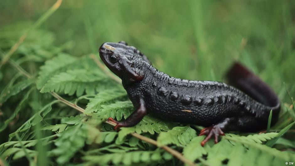 Can a Himalayan living fossil still be saved?