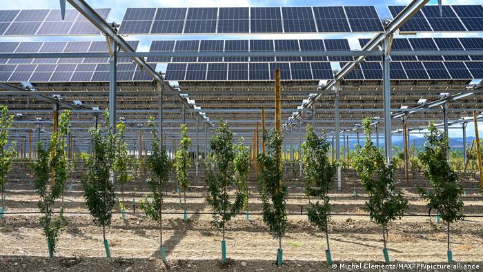 Un proyecto piloto de agrivoltaica da sombra a un huerto de perales en Llupia, Francia, como parte de una iniciativa para proteger los cultivos de sequías, heladas y otros fenómenos meteorológicos extremos.