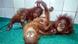Five baby orangutans kept under quarantine at Nandankanan Zoo after they were discovered in India's Ranakatha Protected Reserve Forest, a region where the species is not naturally found