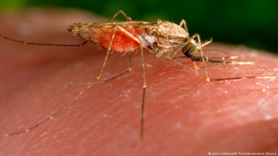 Germany: Third malaria death linked to Frankfurt Airport