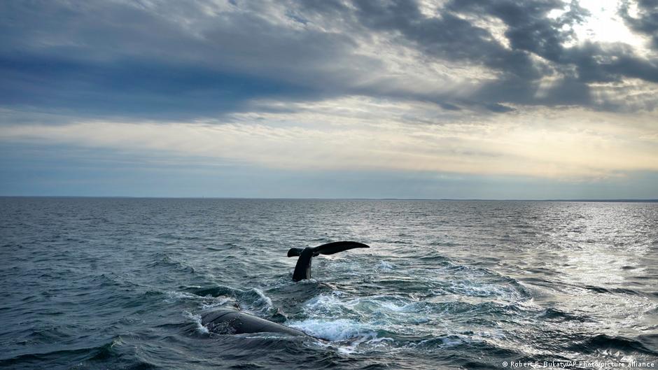 US: Trump administration weakens Endangered Species Act
