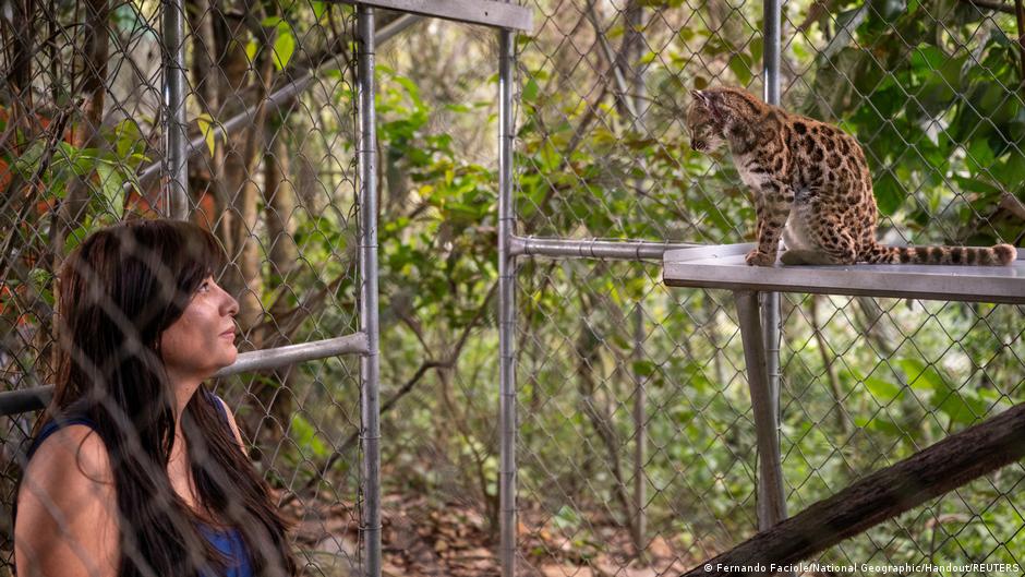 Científicos confirman en Bolivia el hallazgo de una especie de felino nunca antes registrada, la primera en 100 años