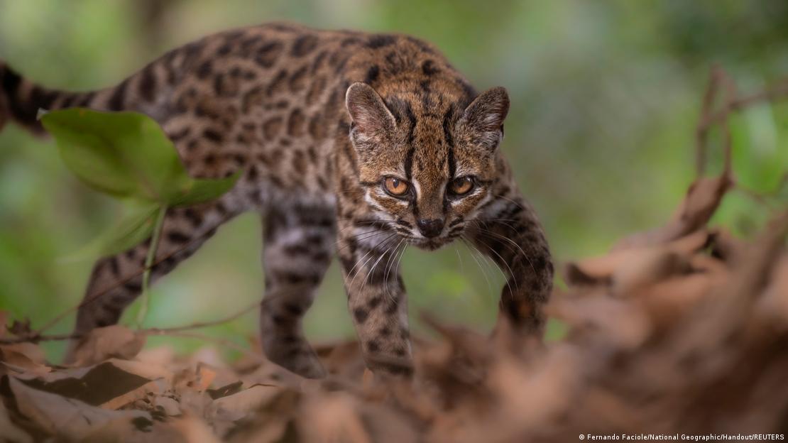 Un ejemplar macho de tilcayo vive en el Santuario de Vida Silvestre Senda Verde tras ser rescatado.