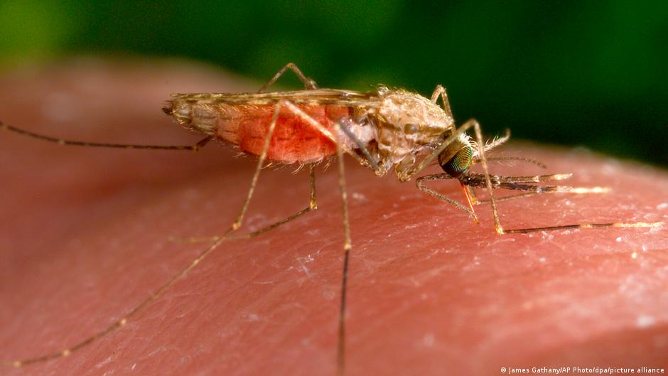 Airport malaria in Germany remains infrequent