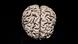 Investigadores de Stanford descubren que el cerebro humano se origina a partir de dos sistemas nerviosos distintos.