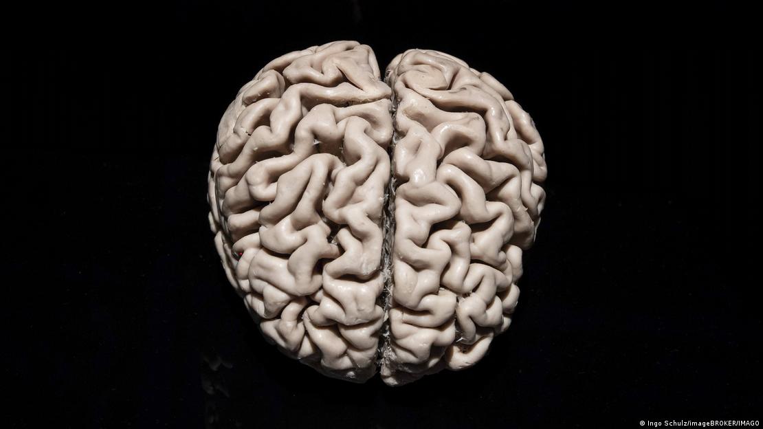 Investigadores de Stanford descubren que el cerebro humano se origina a partir de dos sistemas nerviosos distintos. Investigadores de Stanford descubren que el cerebro humano se origina a partir de dos sistemas nerviosos distintos.