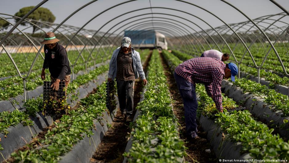 Spain grows fruit and vegetables for Europe — but it's running out of water